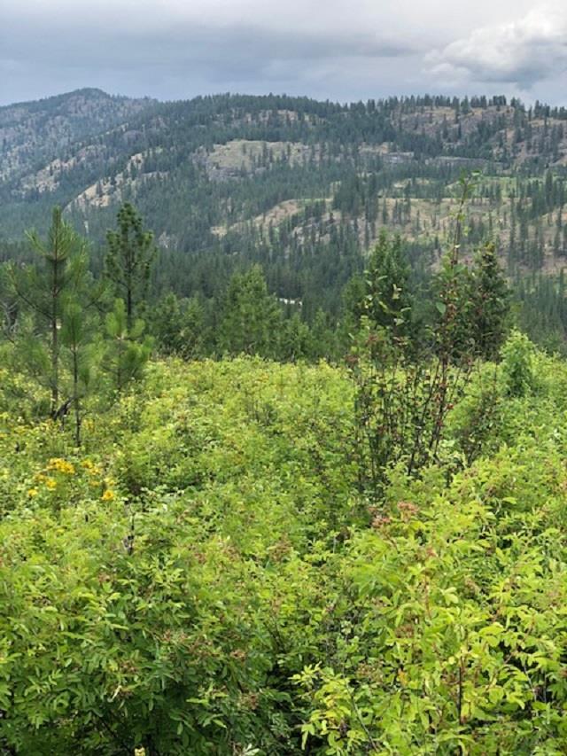 Xxx Price Road Kettle Falls, WA 99141 - Photo 4 of 7 Gallery Image 4