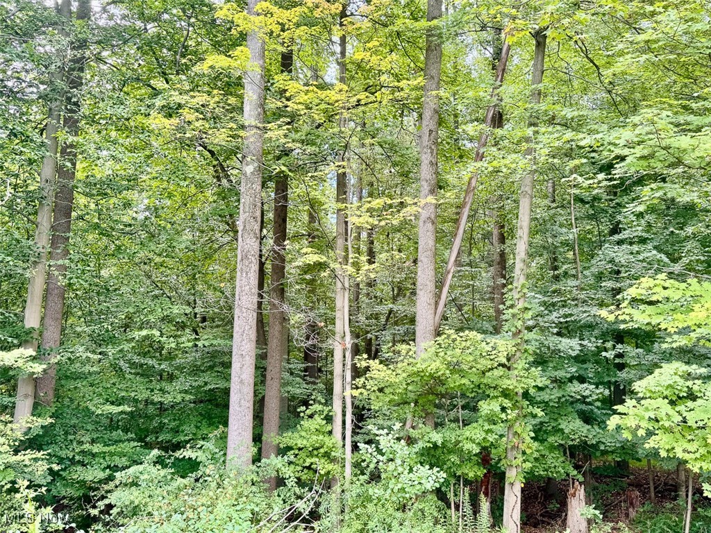 View of wooded area