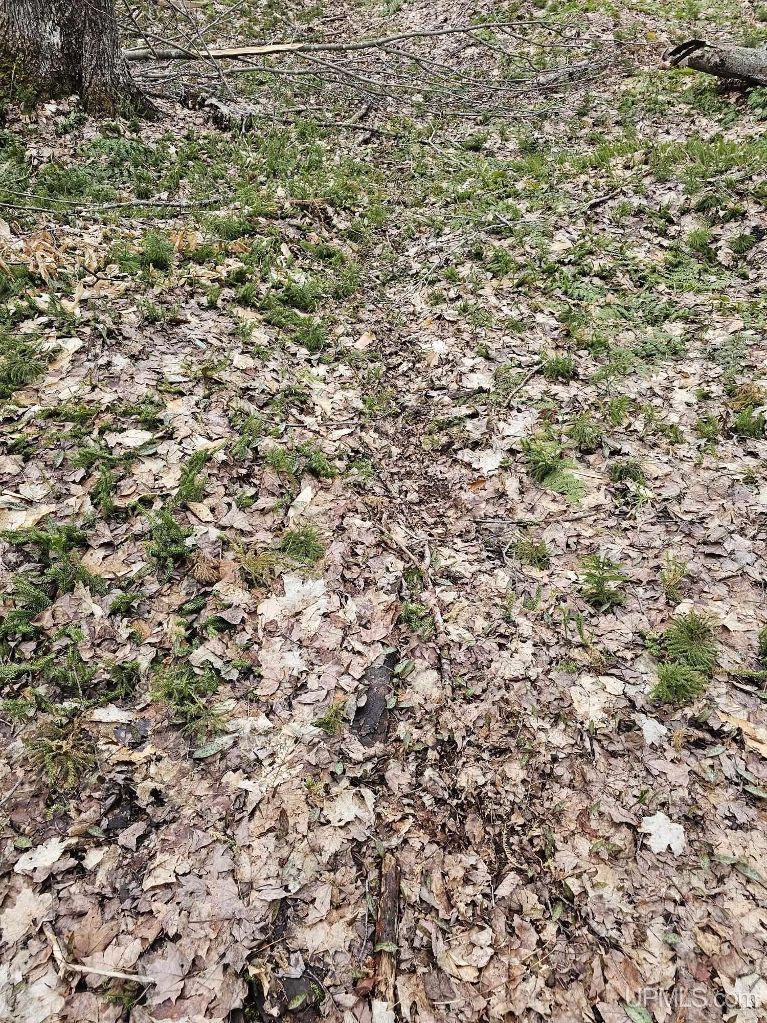 23 Camp 23 Road Germfask, MI 49836 - Photo 13 of 16