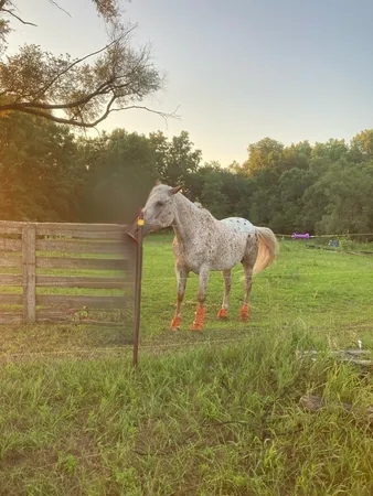 a green field with some trees in the background
