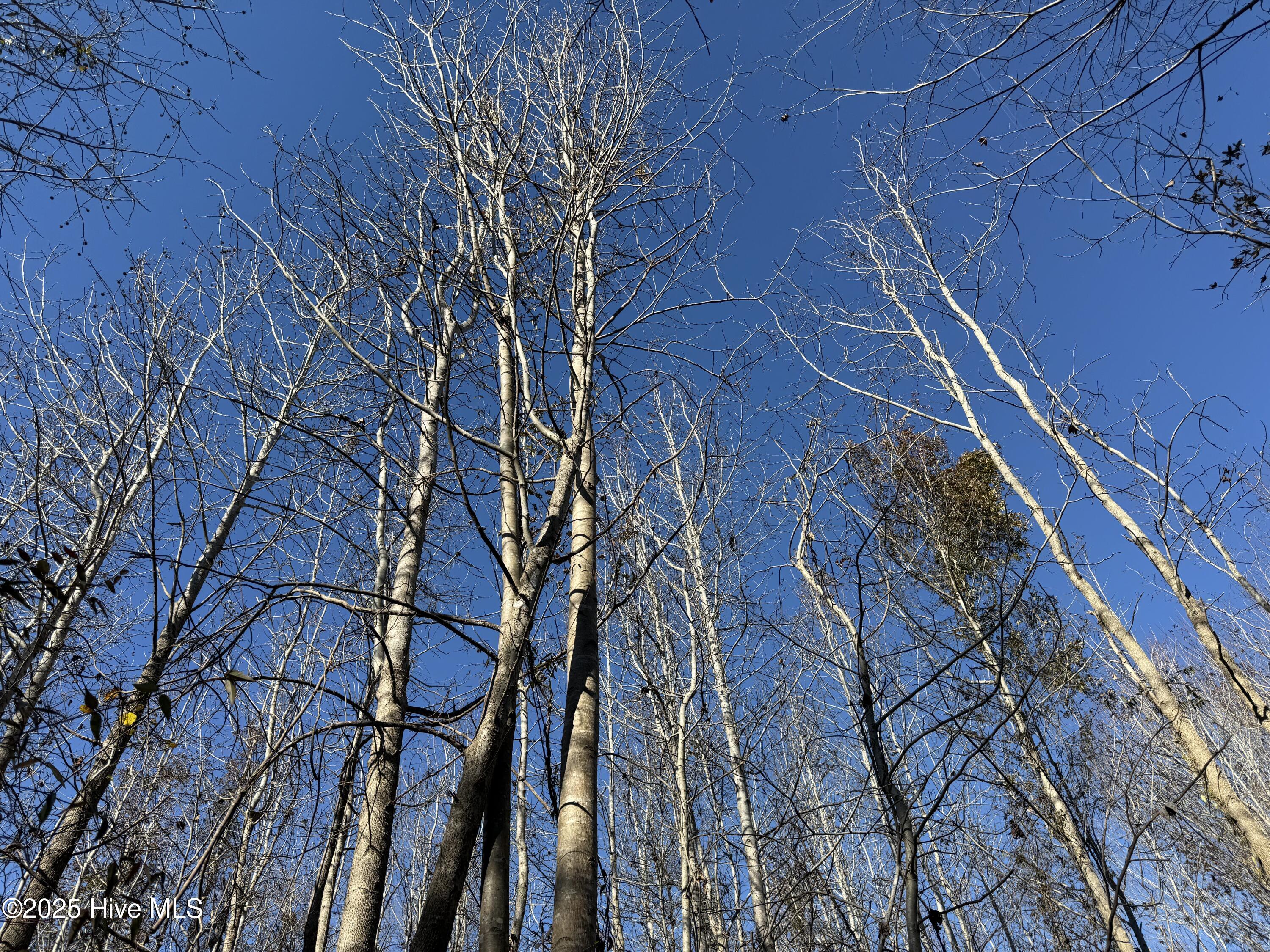 4758 Princess Ann Road Chadbourn, NC 28431 - Photo 22 of 31 Image 22