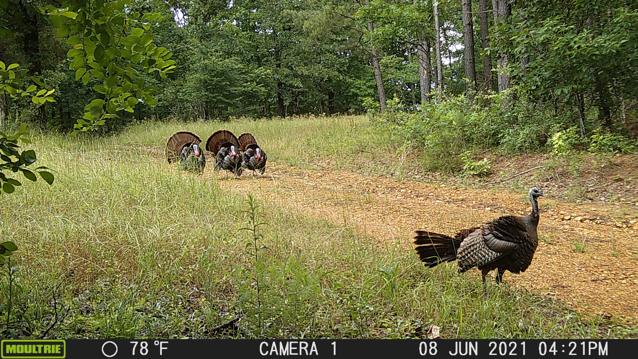 0 Bunker Hill Road Linden, TN 37096 - Photo 37 of 65 a backyard of a house with yard and outdoor seating