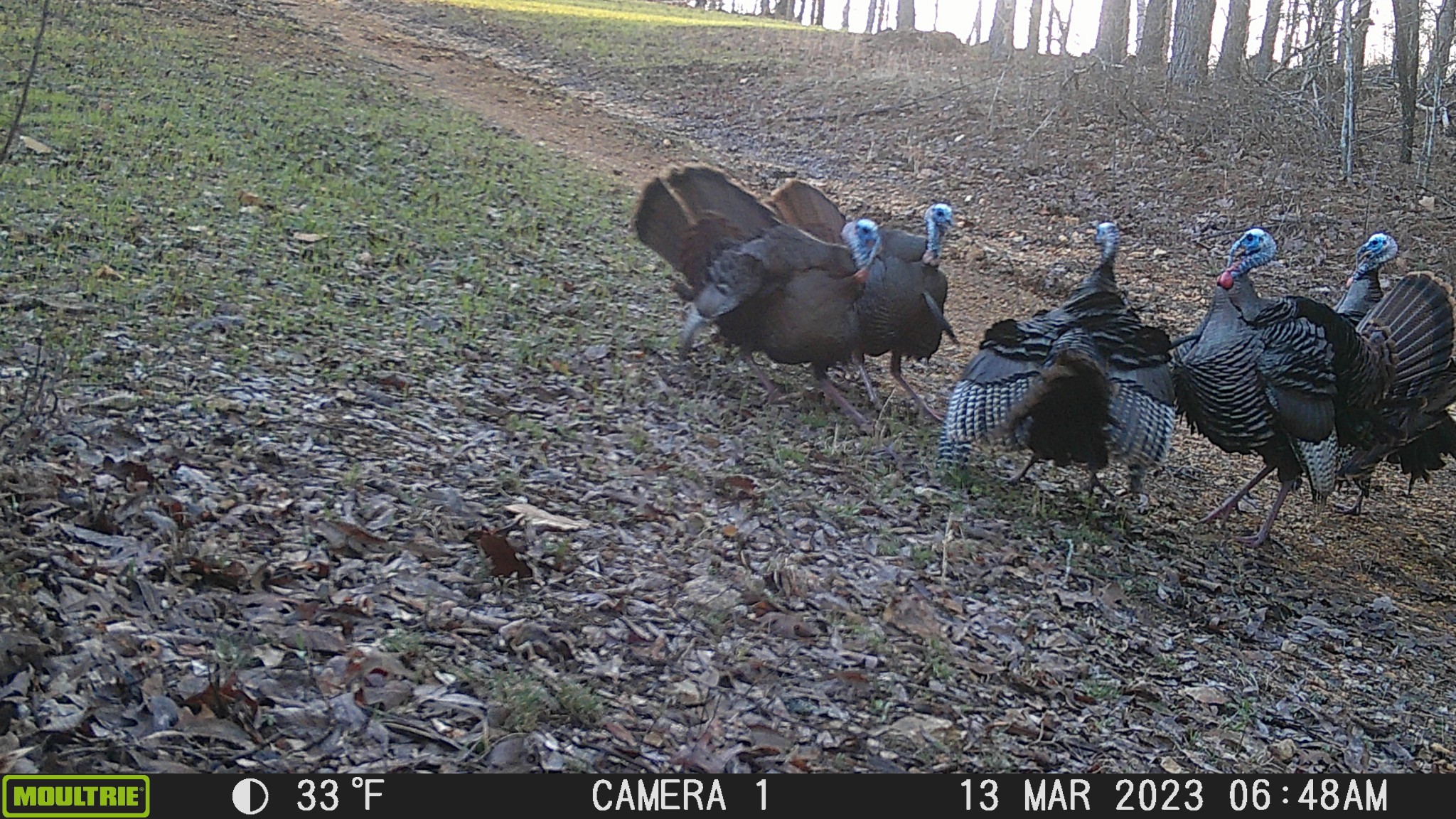 0 Bunker Hill Road Linden, TN 37096 - Photo 41 of 65 a view of a backyard of the house