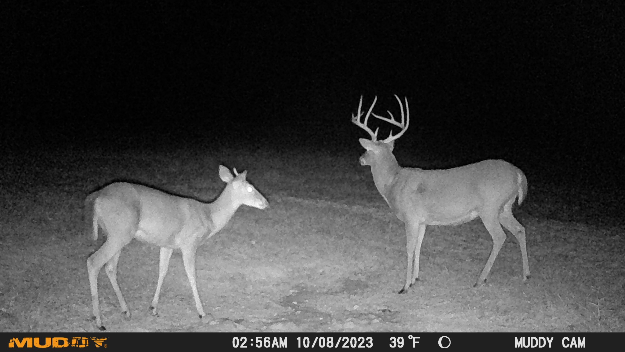 0 Bunker Hill Road Linden, TN 37096 - Photo 44 of 65 a front view of a house with garden