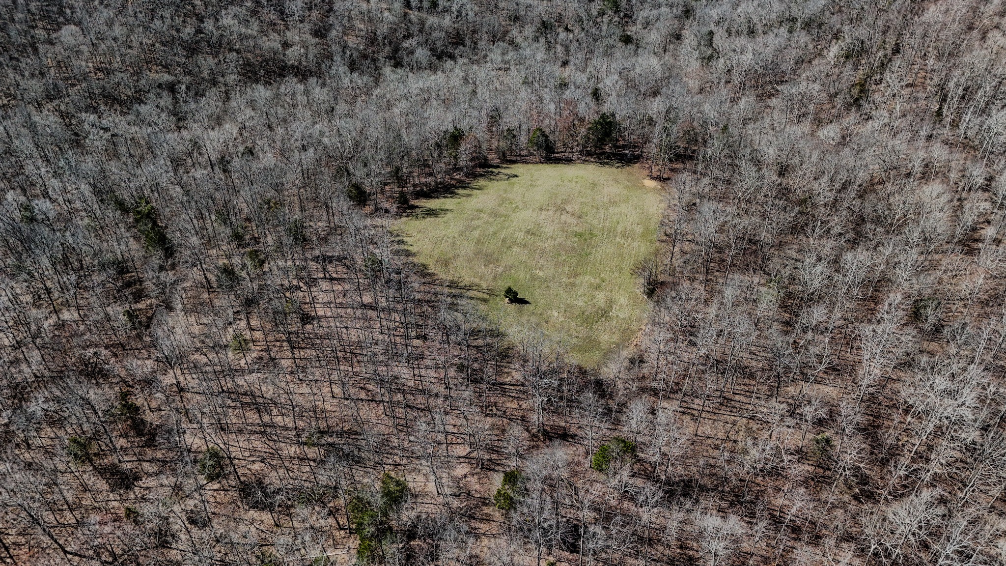 0 Bunker Hill Road Linden, TN 37096 - Photo 46 of 65 a view of a dry yard covered with trees