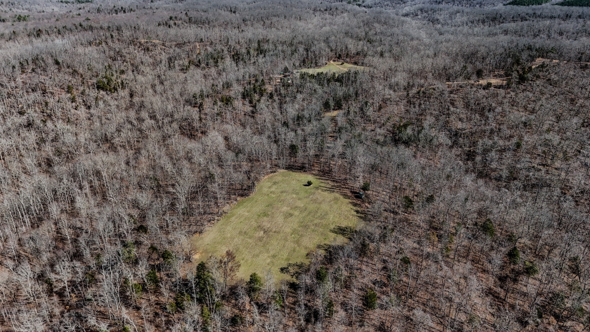 0 Bunker Hill Road Linden, TN 37096 - Photo 47 of 65 a view of a dry yard with trees
