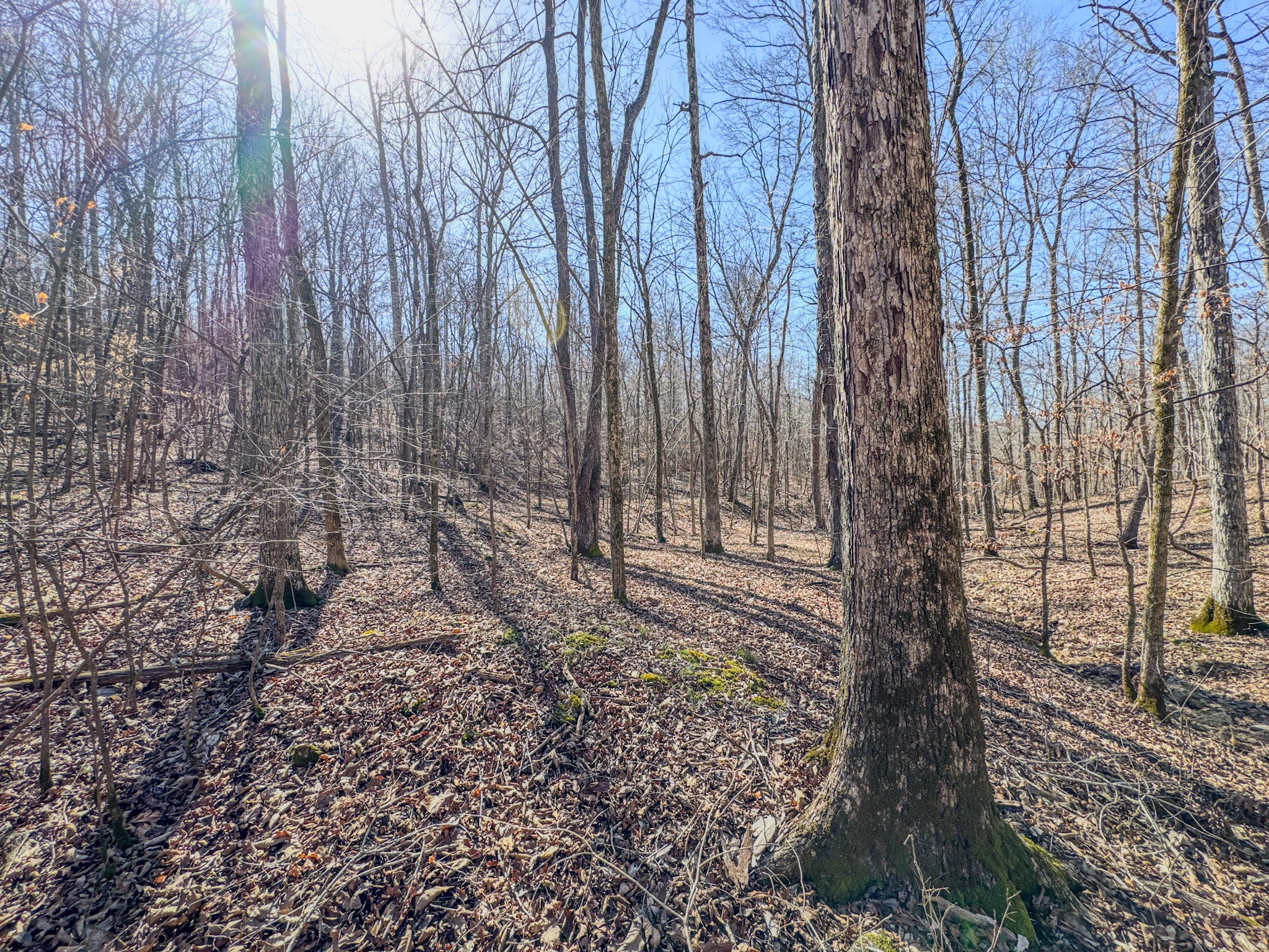 0 Bunker Hill Road Linden, TN 37096 - Photo 58 of 65 a view of a yard with large trees