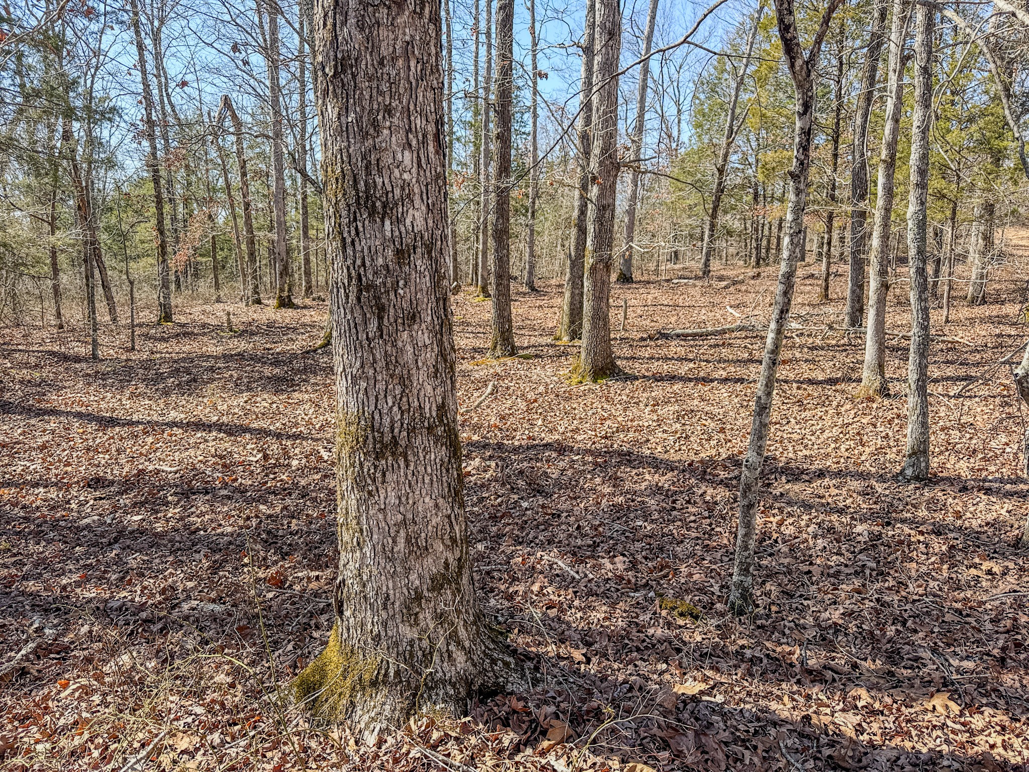 0 Bunker Hill Road Linden, TN 37096 - Photo 60 of 65 a view of a yard with trees