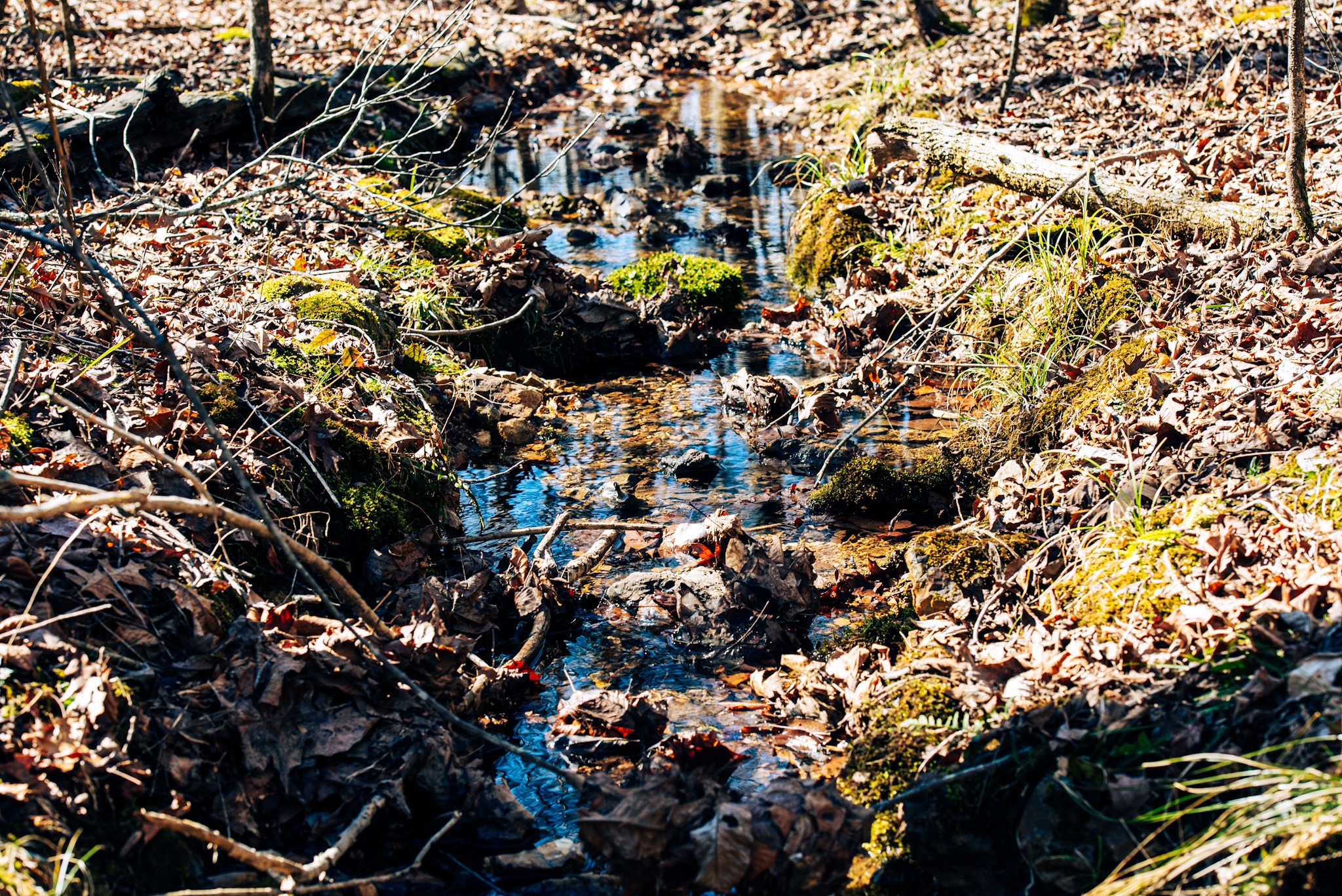 0 Bunker Hill Road Linden, TN 37096 - Photo 6 of 65