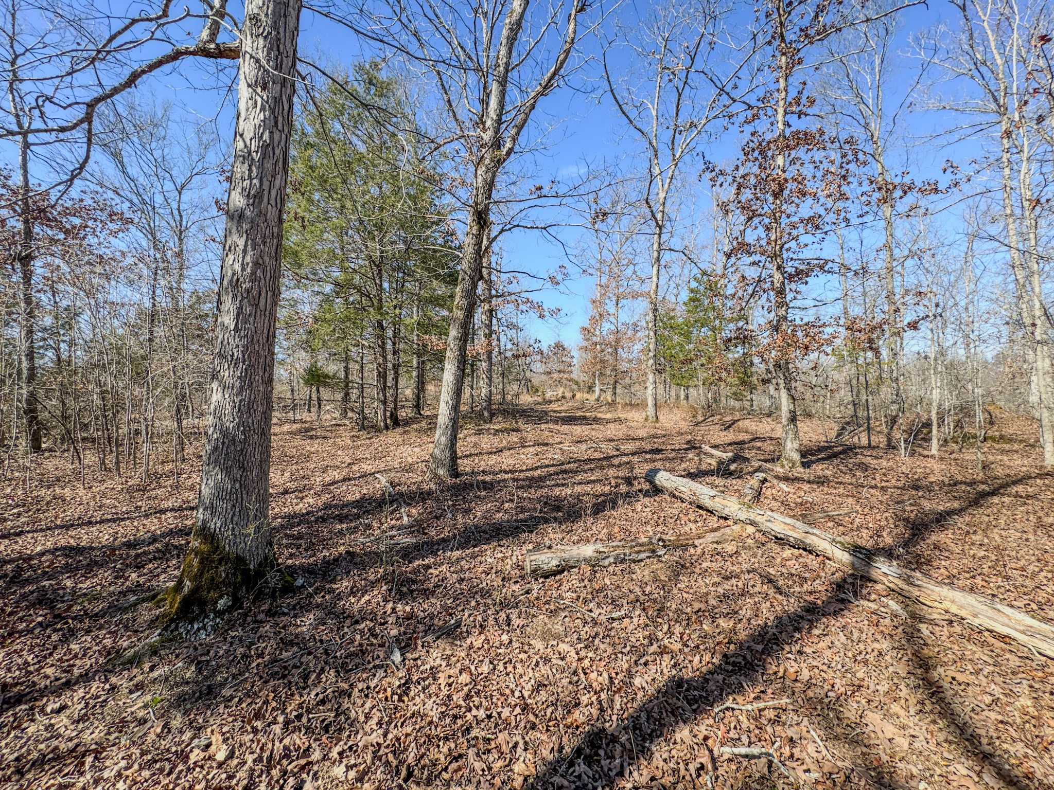0 Bunker Hill Road Linden, TN 37096 - Photo 61 of 65 a view of a yard with trees