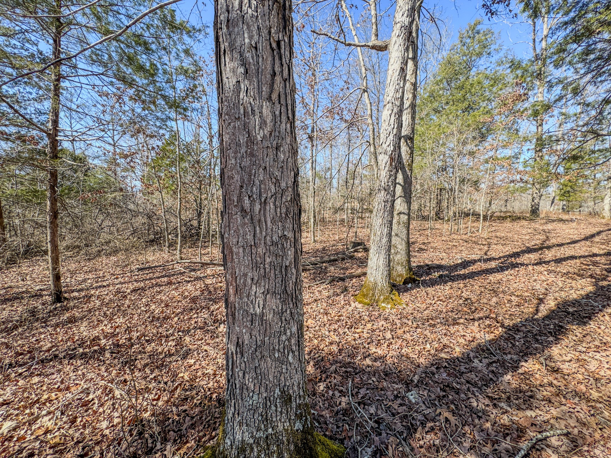 0 Bunker Hill Road Linden, TN 37096 - Photo 62 of 65 a view of a yard with large trees