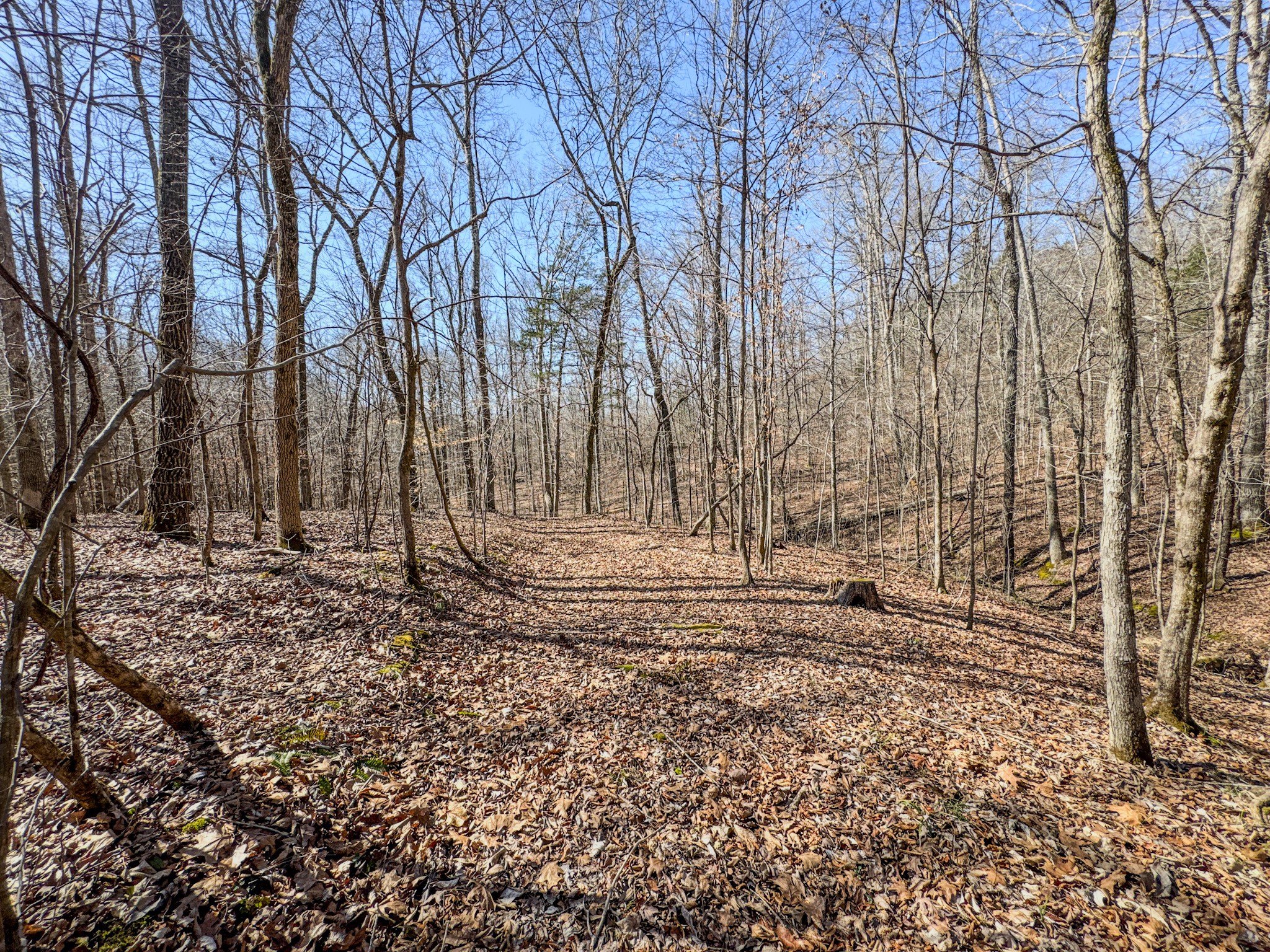 0 Bunker Hill Road Linden, TN 37096 - Photo 63 of 65 a view of house with a trees