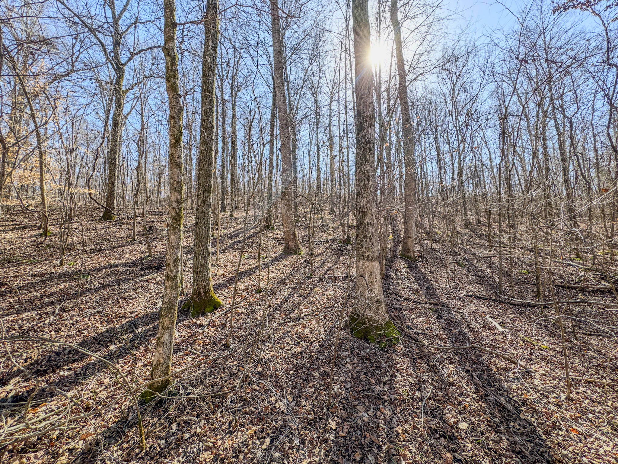 0 Bunker Hill Road Linden, TN 37096 - Photo 8 of 65 a view of a yard with lots of trees