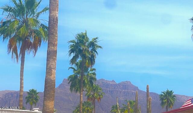 2605 South Tomahawk Road, Unit 187 Apache Junction, AZ 85119 - Photo 34 of 34 a view of a palm and tall trees