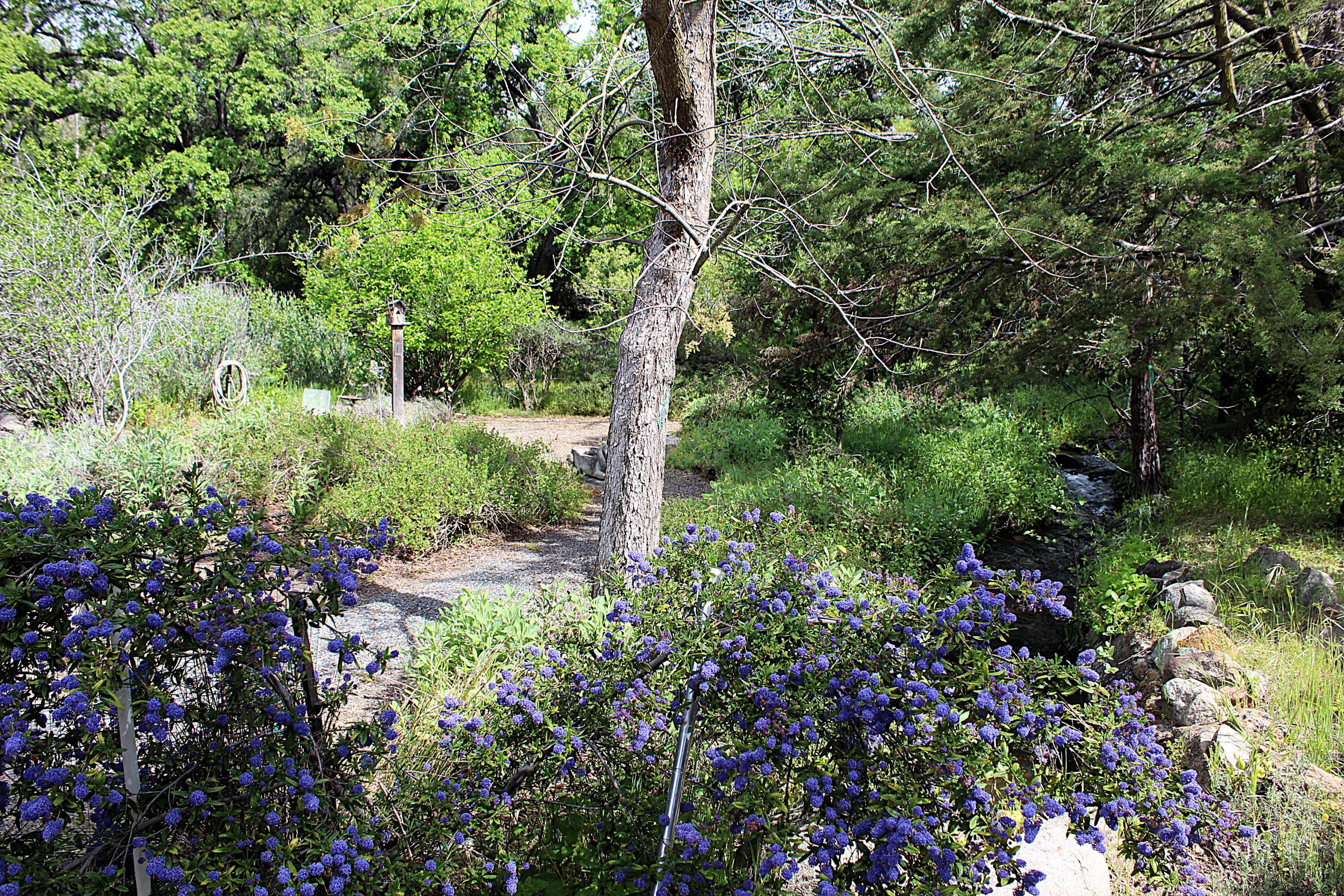 43670 Balch Park Road Springville, CA 93265 - Photo 24 of 43 Trees & Foliage