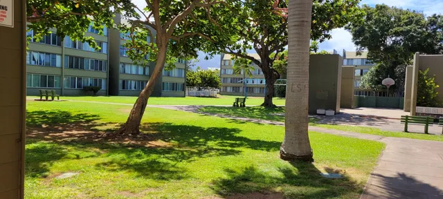 a view of a tree in a backyard