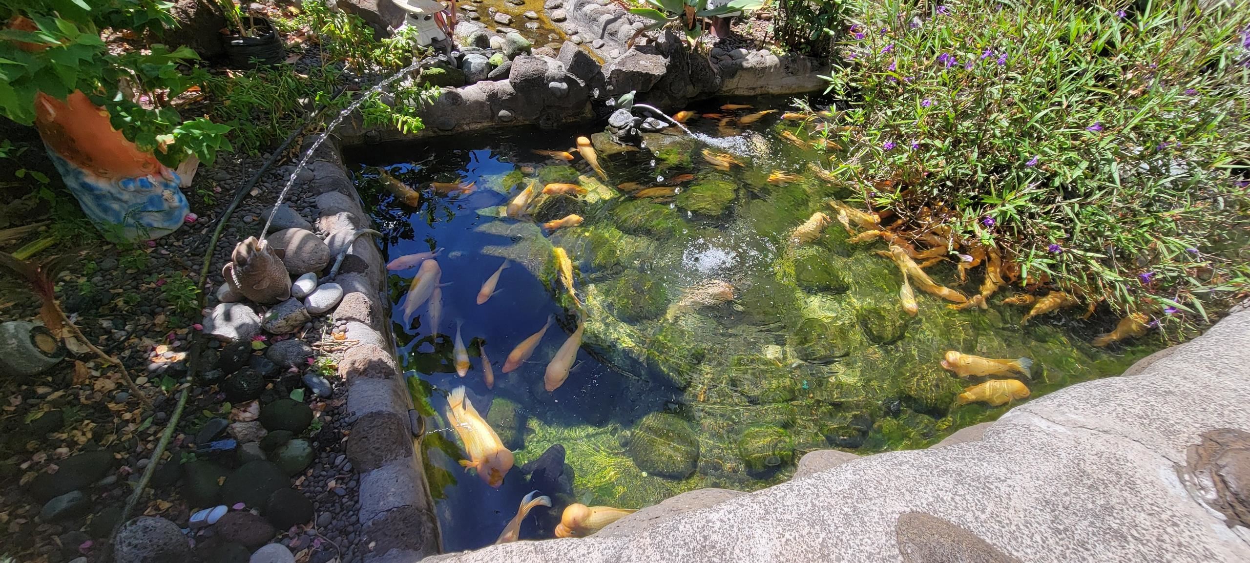 111 Kahului Beach Road, Unit B213 Kahului, HI 96732 - Photo 26 of 28 a view of a tree in a backyard
