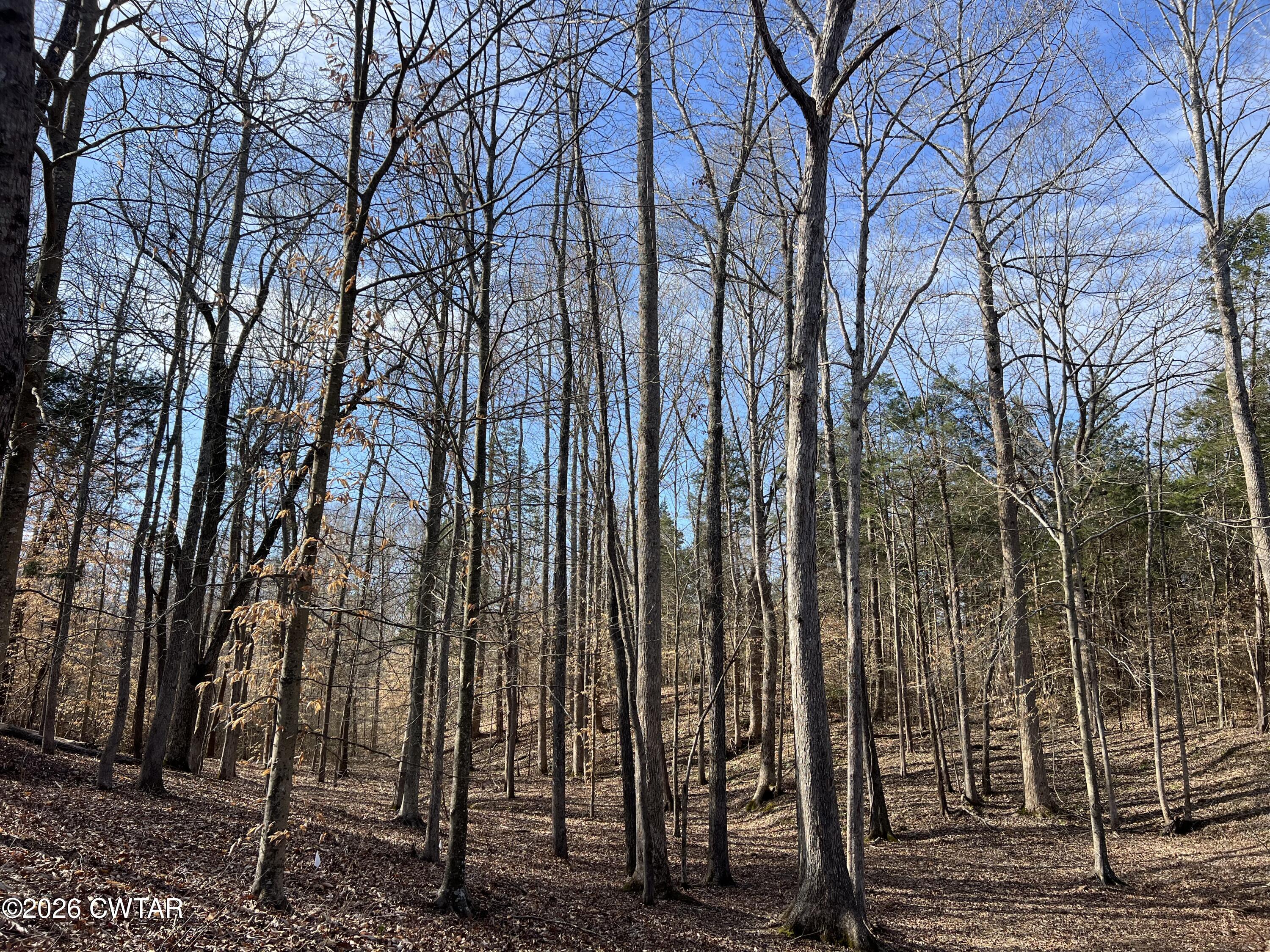 0 Excalibur Trail Cedar Grove, TN 38321 - Photo 10 of 15 a view of a yard with trees