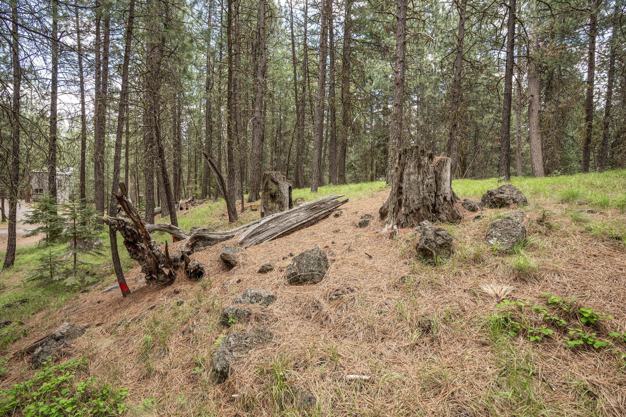 Undisclosed Address Black Butte Ranch, OR 97759 - Photo 15 of 24 a view of a yard with large trees