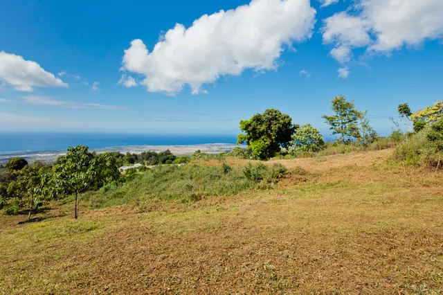 a view of a yard with a plant