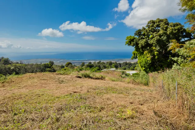 a view of a yard with plants