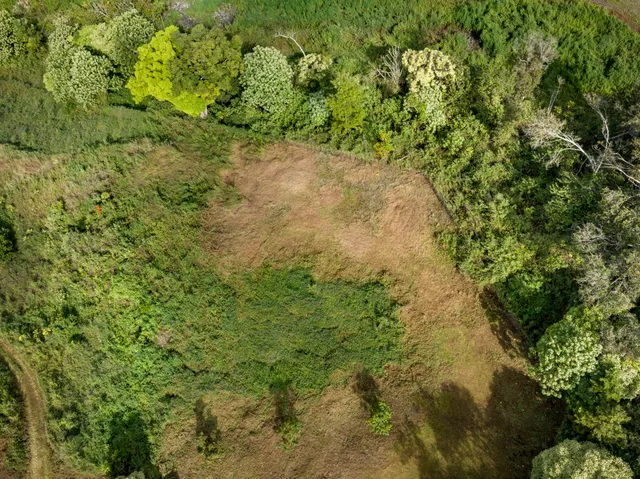 a view of a yard with a tree