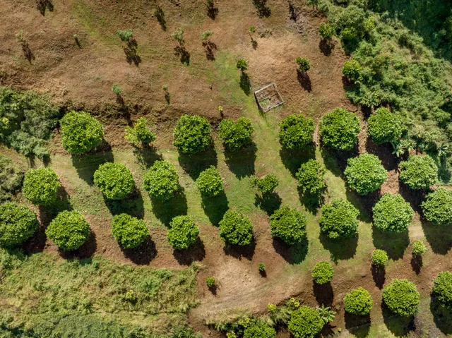 a view of a lake with a tree