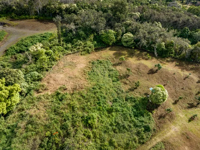 a view of a yard with a tree