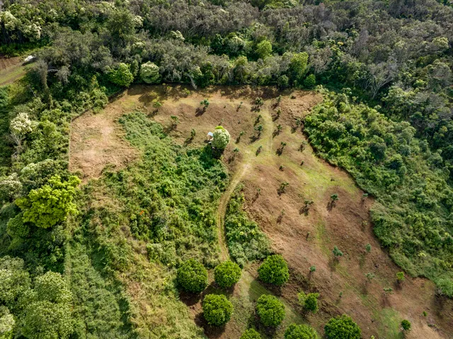 a view of a bunch of trees in a field