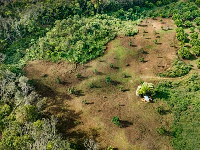 an aerial view of a yard with a lot of plants and trees