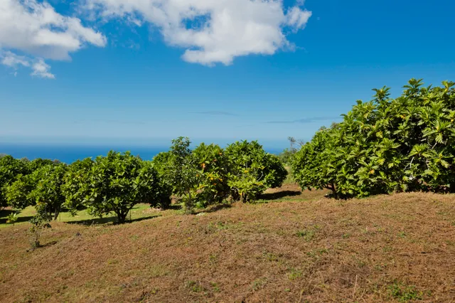 a view of a garden with plants and a bench