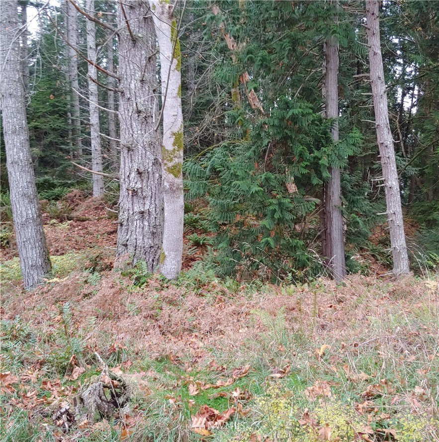1497 Hazel Point Road Quilcene, WA 98376 - Photo 3 of 5 Gallery Image 3