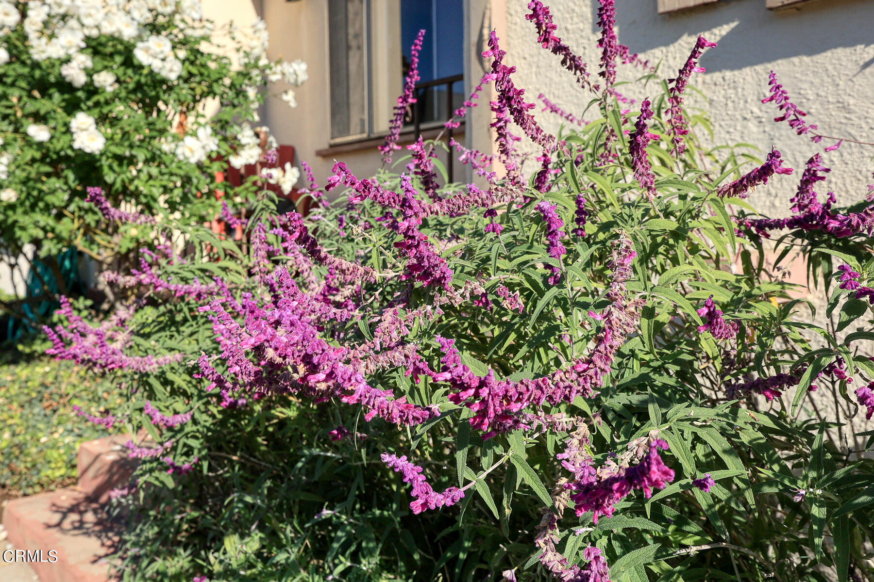 2536 Devonshire Lane Altadena, CA 91001 - Photo 22 of 32 a small yard with flowers and flowers