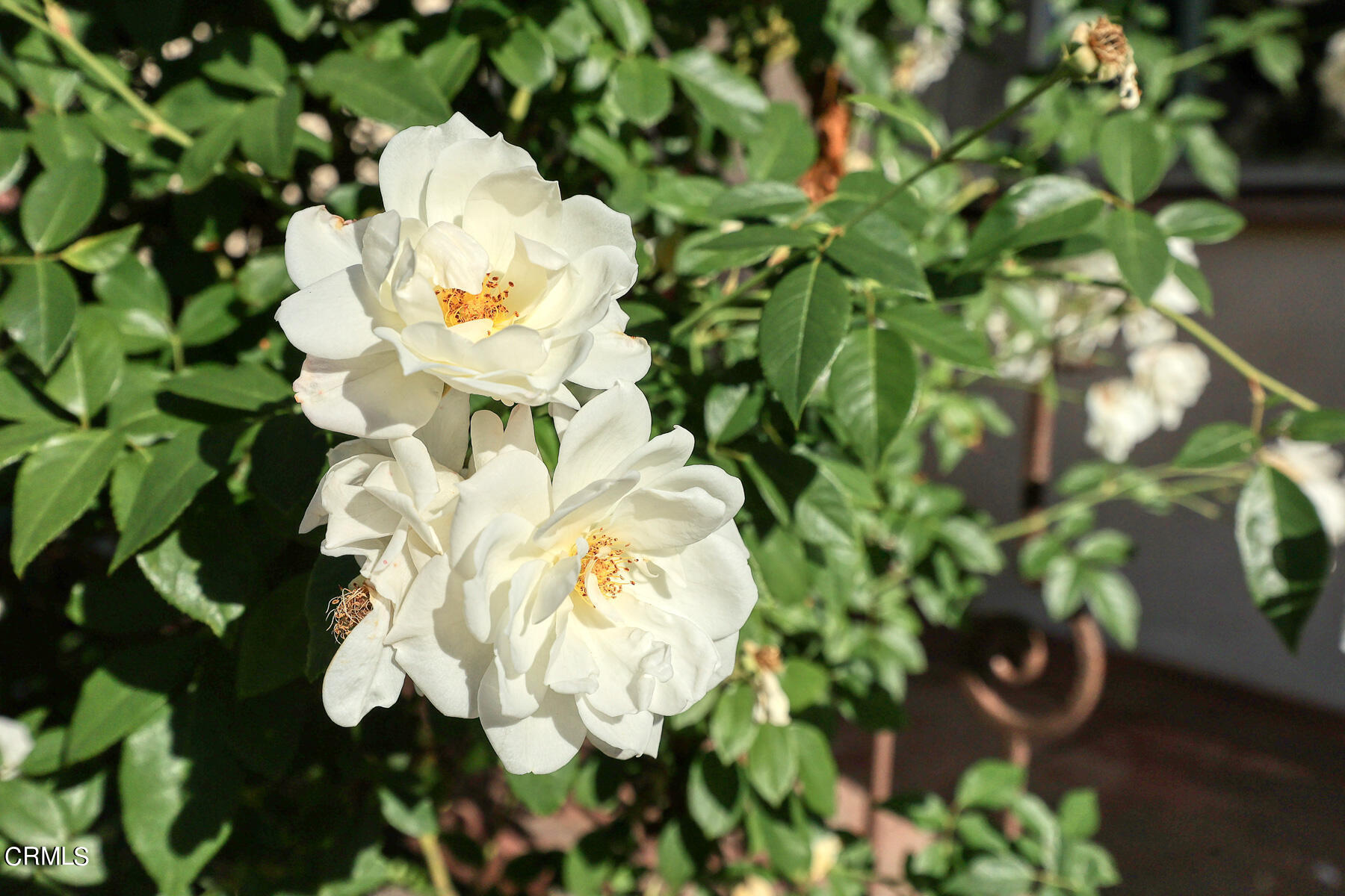 2536 Devonshire Lane Altadena, CA 91001 - Photo 29 of 32 a close up of a white flower in a garden