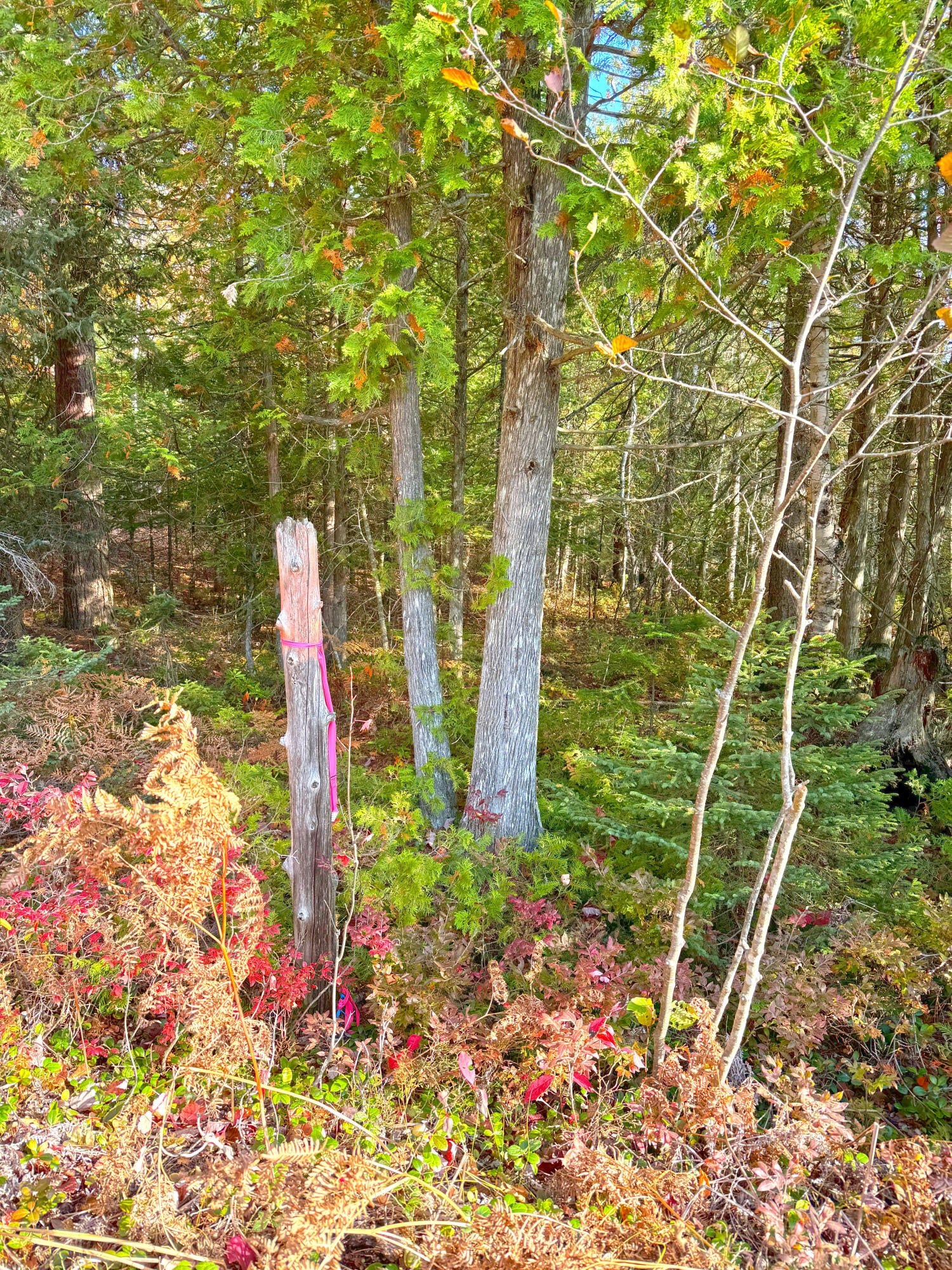 14859 North Whitefish Point Road Paradise, MI 49768 - Photo 6 of 14 Gallery Image 6