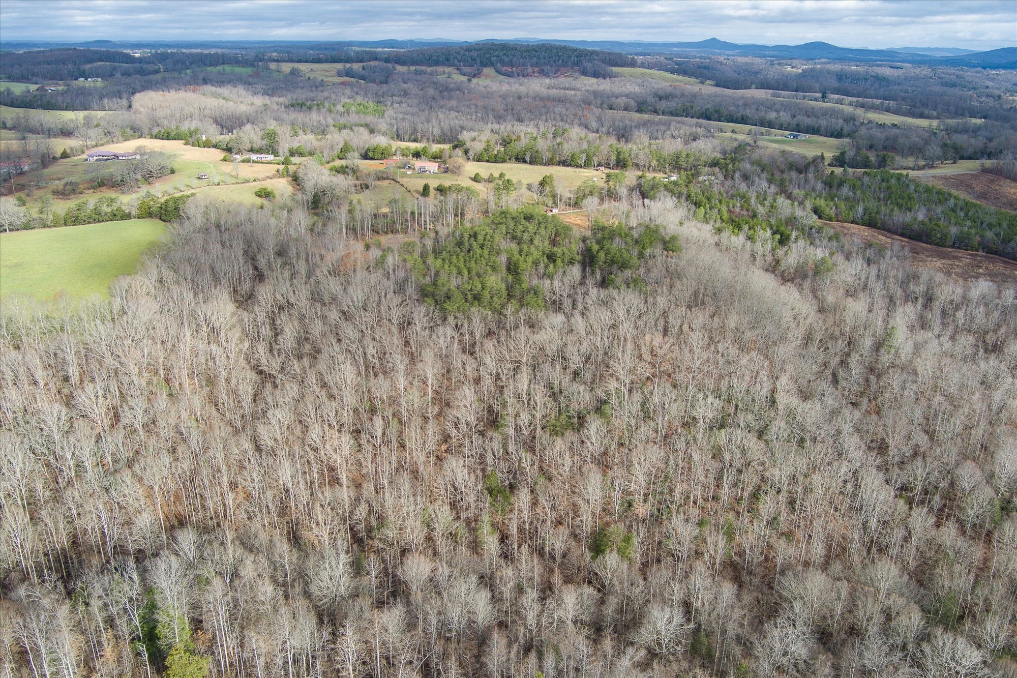 0 Hull Road Monroe, TN 38573 - Photo 5 of 12 a view of a dry yard with trees