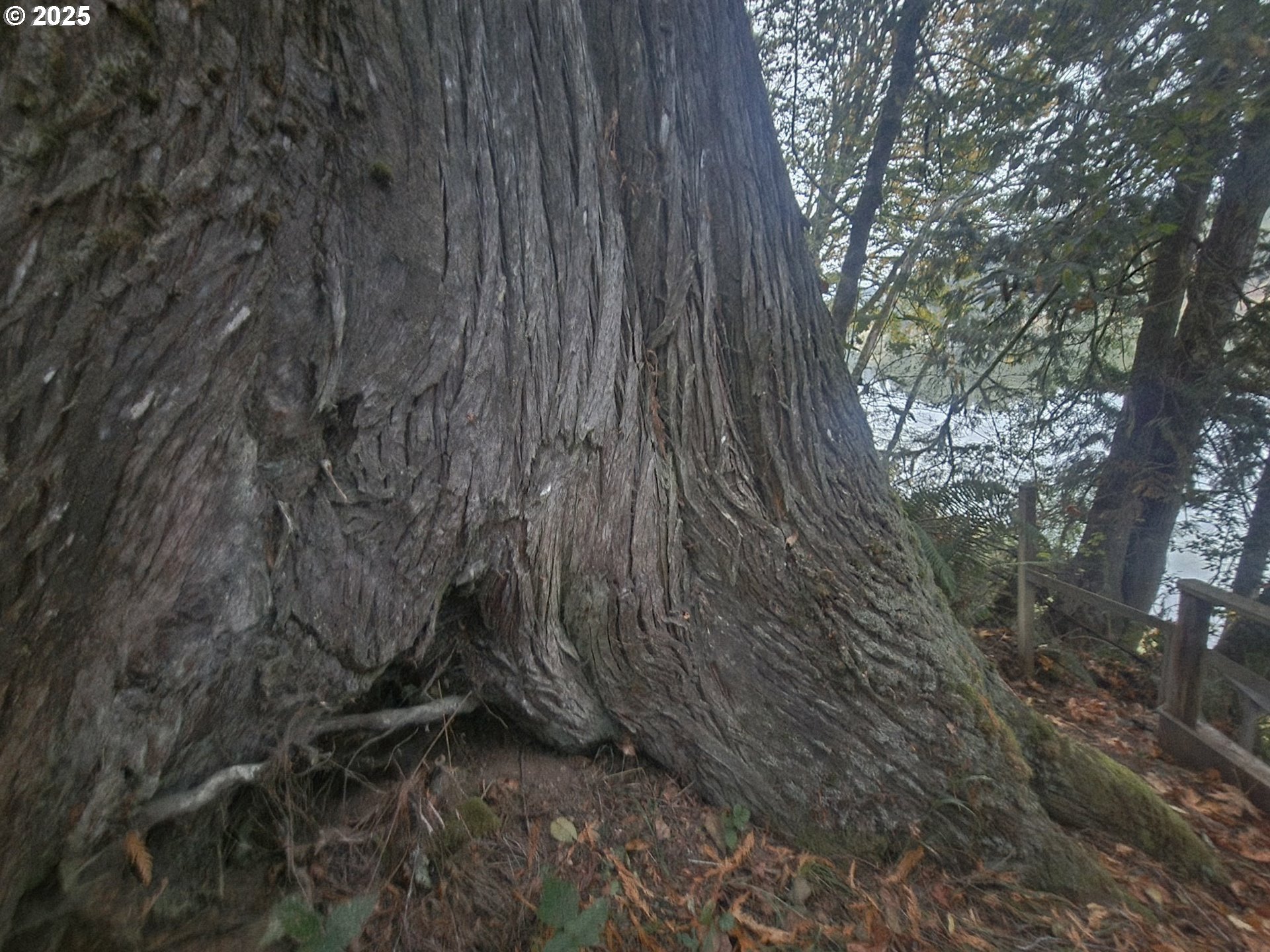 96015 Sun Lake Lane Lakeside, OR 97449 - Photo 25 of 46 a view of a backyard