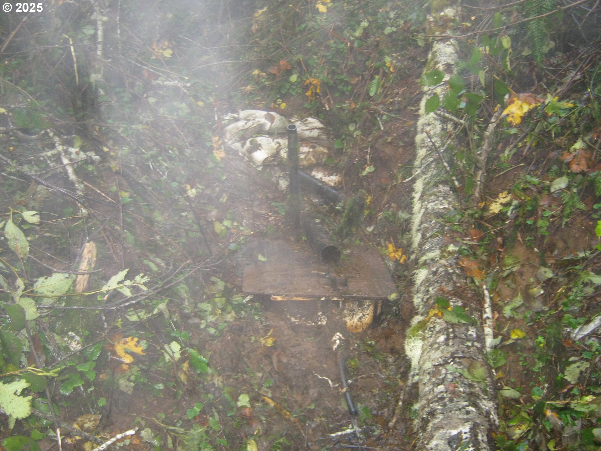 96015 Sun Lake Lane Lakeside, OR 97449 - Photo 45 of 46 a picture of tree