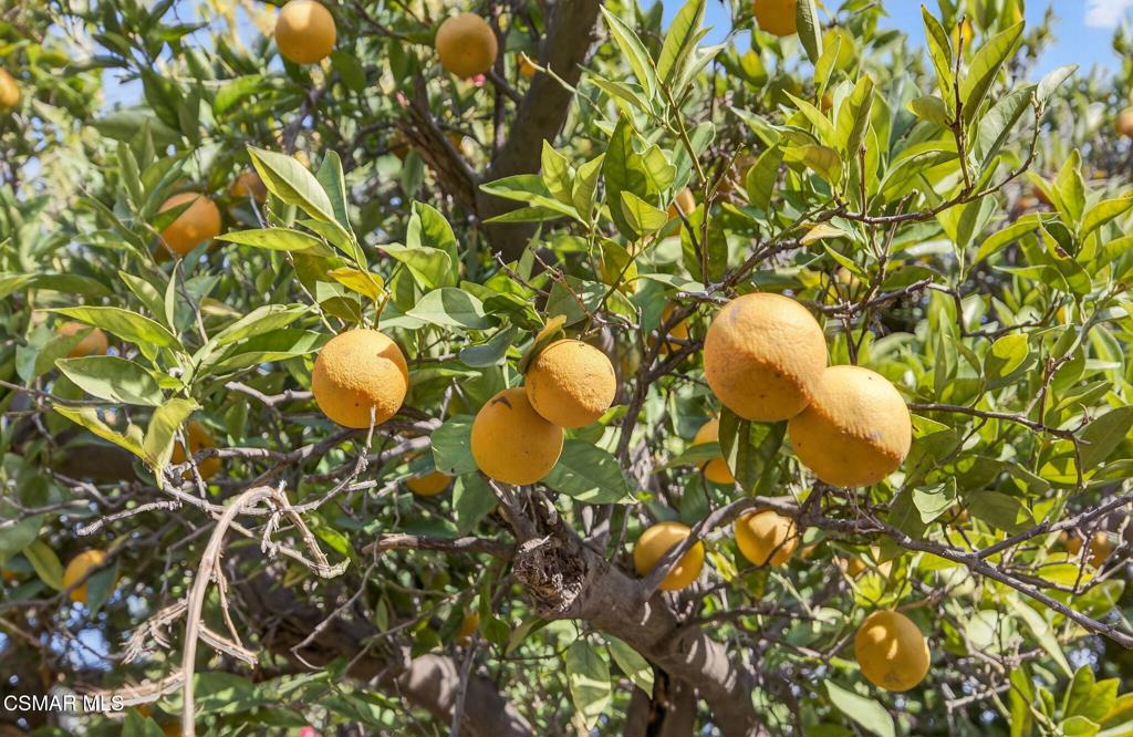 1560 Goodenough Road Fillmore, CA 93015 - Photo 76 of 76