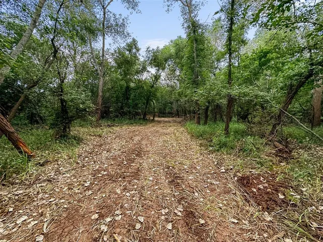a view of a garden with a tree