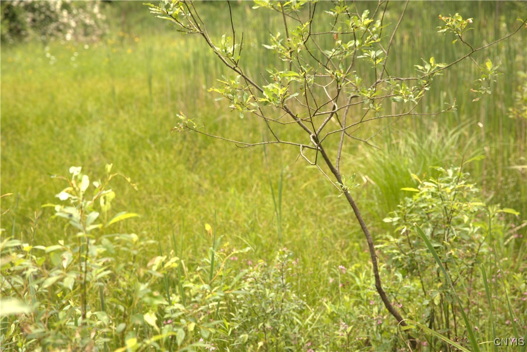 4296 Stramba Road Freetown, NY 13040 - Photo 10 of 20