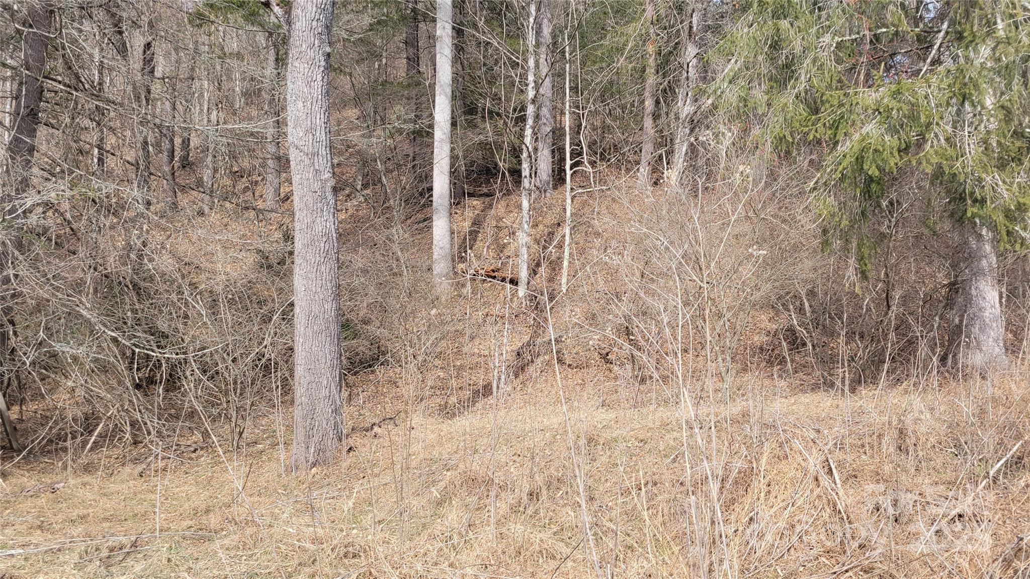 0 Ivy Ridge Road Green Mountain, NC 28740 - Photo 39 of 44 a view of a dry yard