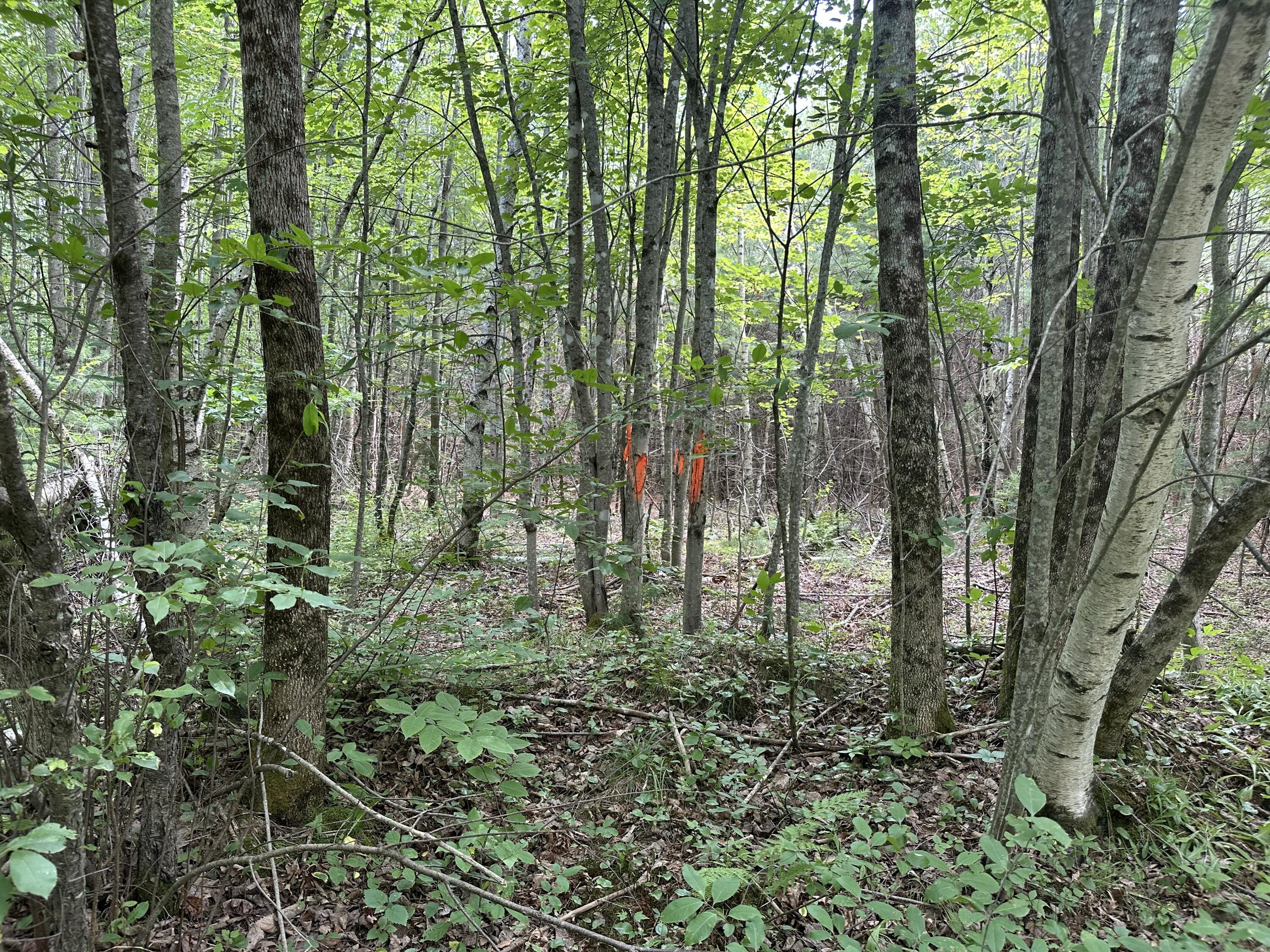 M40-l13-7 Mallard Road Madison, ME 04950 - Photo 6 of 14 IMG_0286