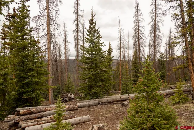 a view of a yard with trees