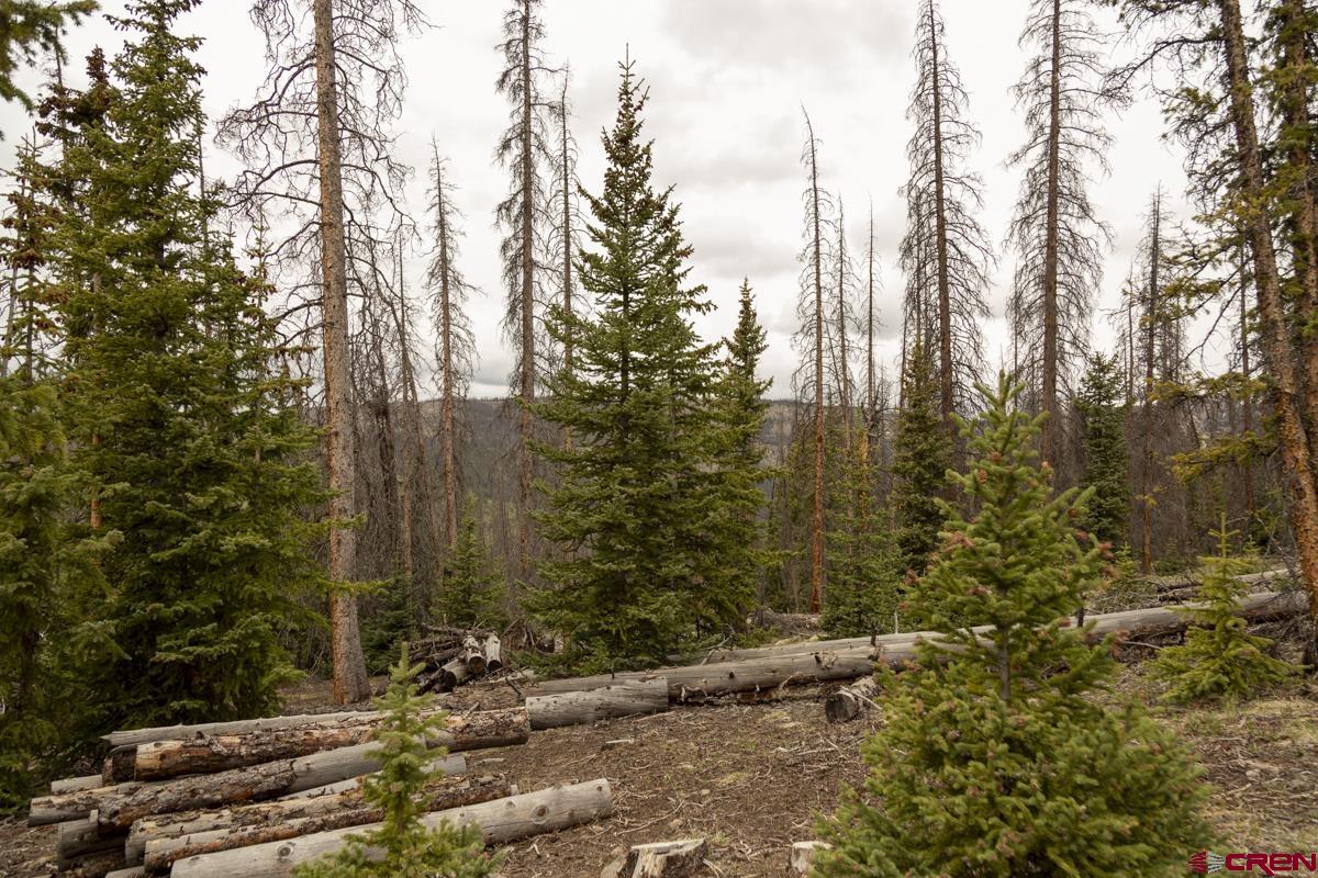 3190 Forest Road, Unit 503 Creede, CO 81130 - Photo 17 of 22 a view of a yard with trees