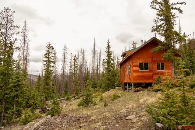 a view of a backyard with plants and large trees
