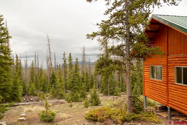 a view of a yard with plants and trees