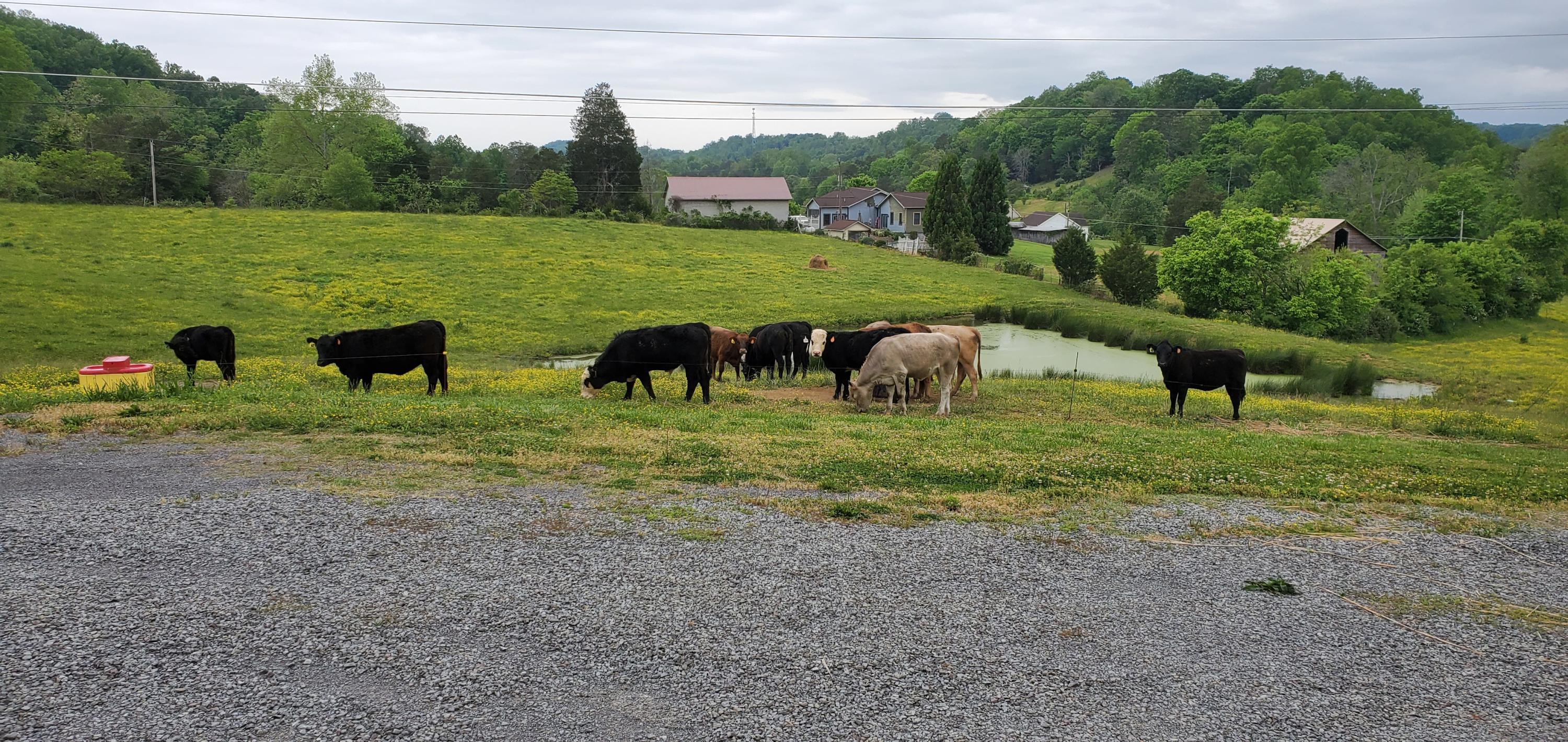240 Possum Valley Road Maynardville, TN 37807 - Photo 29 of 40 20200508_105527