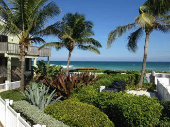 a view of a palm tree with palm plants