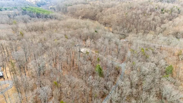 a close up of a plant